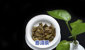 普洱茶野放-普洱茶野放茶