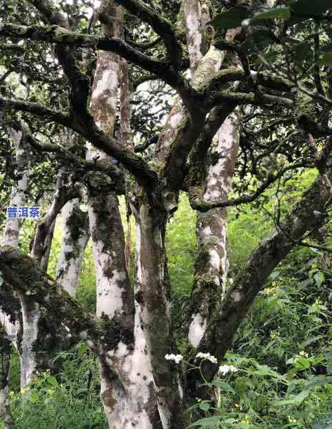 哈尼古树普洱茶价格与特点全揭秘