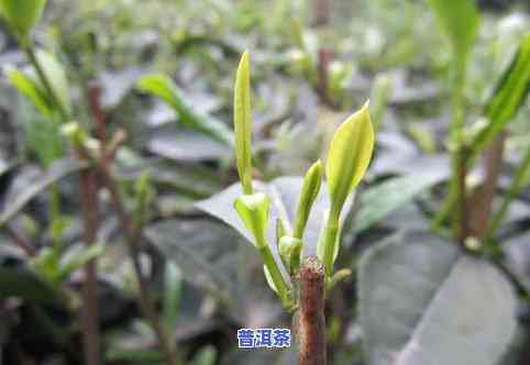 蒙顶山踏雪兰妃茶叶-四川蒙顶山踏雪兰妃多少钱一斤