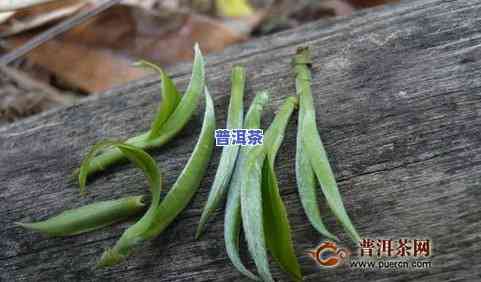 普洱茶王子-普洱茶王子山