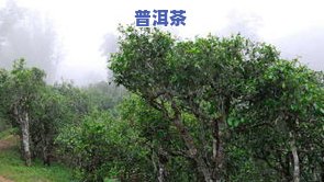 江城古树普洱茶-江城古树普洱茶价格