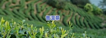 夏茶的代表：揭示夏茶的独特魅力与代表性品种