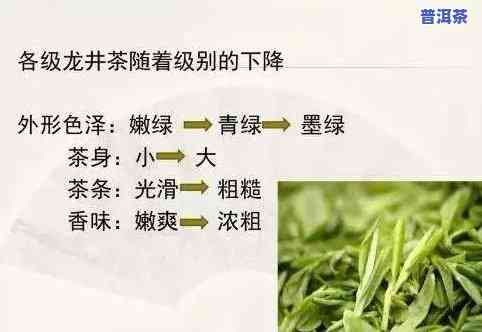 探究丰富的名茶种类：有哪些名茶叶？