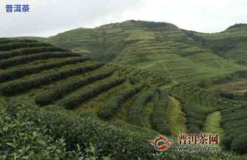 兴和茶叶：从茶园到茶杯的全过程介绍