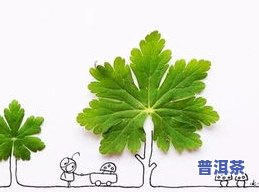 怎样制作南非叶茶：详细步骤与视频教程