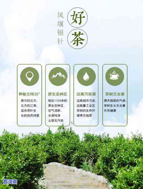 山东省全省凤牌茶叶-凤牌茶叶旗舰店