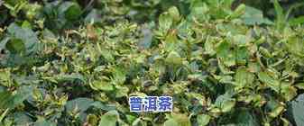 普洱茶虫害-普洱茶的病虫害防治