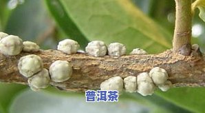 普洱茶虫害-普洱茶的病虫害防治