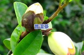 普洱茶虫害-普洱茶的病虫害防治