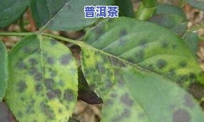 普洱茶虫害-普洱茶的病虫害防治