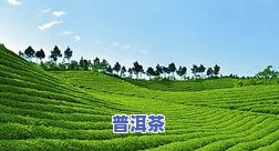 景洪市大渡岗乡茶叶基地：万亩茶园的绿色奇迹