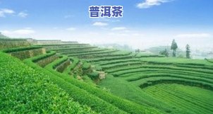 宁夏比较有名的茶叶排行榜：深入了解宁夏独特的茶叶品种