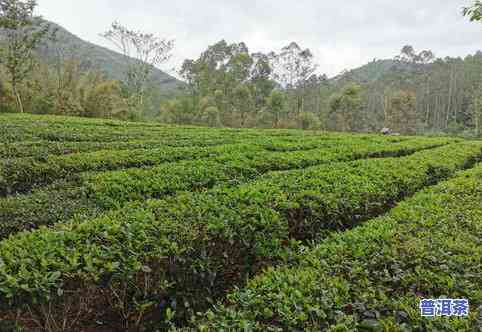 宁夏比较有名的茶叶品种及介绍