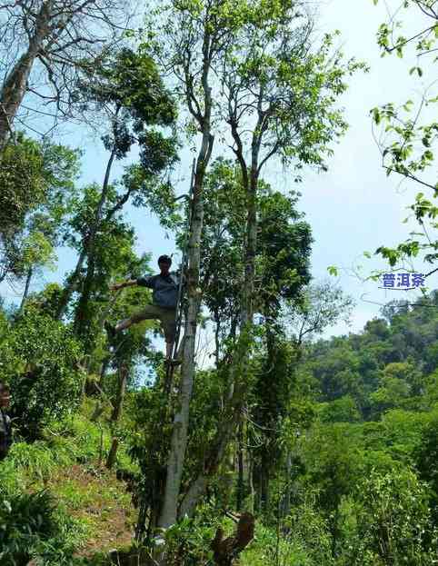 易武皇家铜箐河普洱茶-易武铜箐河古树茶价格