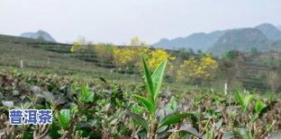 营养价值更好的茶叶排行榜：哪种茶叶营养更高？