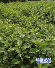 箐中古树普洱茶怎么样？是否为真货？评价如何？全都是古树茶吗？