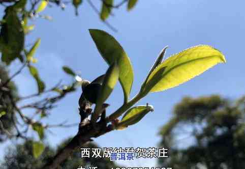 洛阳有茶叶吗？最新消息：洛阳产什么茶叶？