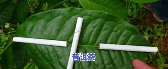 普洱茶分级标准-普洱茶分级标准图片