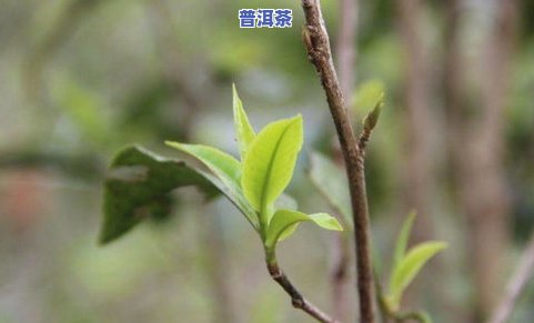 普洱茶分级标准-普洱茶分级标准图片