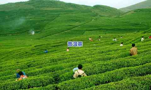 贵州特产梵净山茶叶-贵州特产梵净山茶叶有哪些