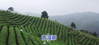 甘肃最有名的茶叶：品种、与产地解析