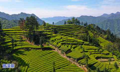 甘肃茶叶出名的茶叶-甘肃茶叶出名的茶叶产地