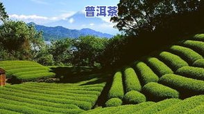 比较出名的茶叶-比较出名的茶叶