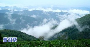 普洱茶最贵的山头排名第几-普洱茶最贵的山头排名第几名