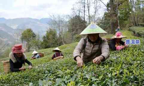 大理云龙团结乡茶叶-云龙团结茶厂