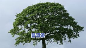 2020年大树茶价格表：多少钱一斤？是几年的老树？贵吗？