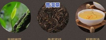 深入熟悉普洱茶传统工艺：制作流程与特点