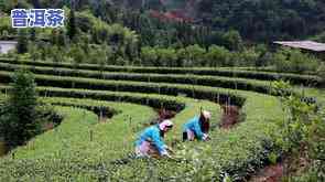 纳溪普洱茶-纳溪茶叶