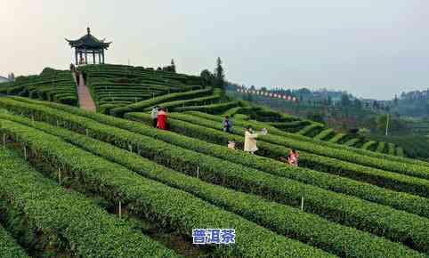 纳溪普洱茶-纳溪茶叶