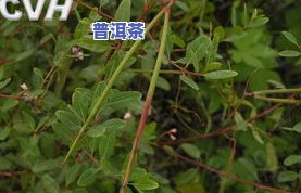 长得像针一样的茶叶-长得像针一样的茶叶叫什么