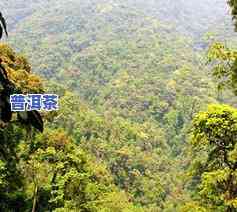 云南普洱茶六大山头冰岛-云南冰岛普洱茶产地