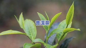 普洱茶古树冬芽图片及价格全览：春季特辑与详细介绍