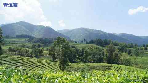 探究普洱茶古树茶：特点、价格与高黎贡山品种