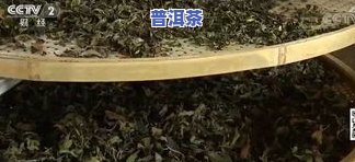 普洱茶制茶工艺流程详解：从采摘到压制的全过程