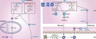 普洱茶工艺流程图文表明-普洱茶工艺流程图文表明