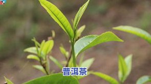 98年普洱茶价格全揭秘：一斤、一盒多少钱？