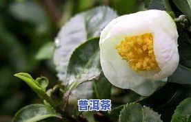 喜鹊牌茶叶：从茶叶到，再到和茶花图片的全面探索