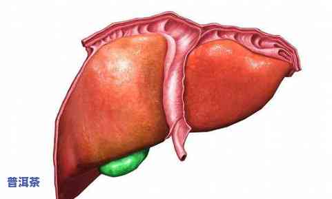 常喝普洱茶对肝脏有害吗？科学解析普洱茶与肝健康的关系