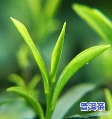 常在河边叶子像茶叶-常在河边叶子像茶叶的植物