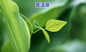 常在河边叶子像茶叶-常在河边叶子像茶叶的植物