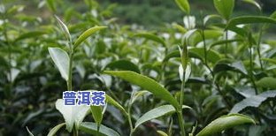 一叶金1000茶叶价格：全面了解不同价位与数量的一叶金茶叶价格