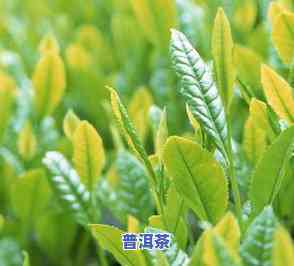 跟枯树枝一样的茶叶是什么茶？揭示其独特品种和分类