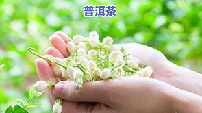 茉莉普洱茶的功效、作用与禁忌全解析