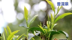 大树普洱茶价格表：多少钱一斤？了解功效与分类！