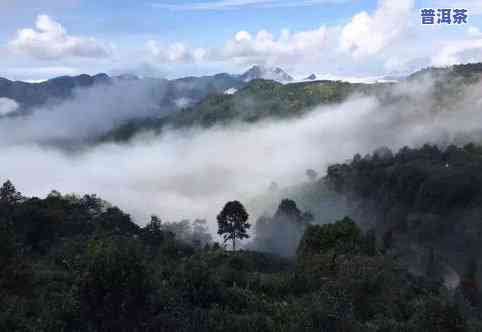 普洱茶的大雪山在哪里？探索普洱茶三大雪山产区及其特点