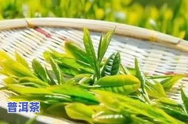 查找广西防城港名牌茶：熟悉防城港的著名茶叶及其特产